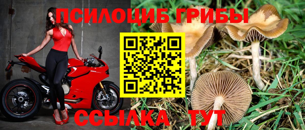 Псилоцибиновые грибы Psilocybe Когалым
